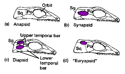 Antorbital Fenestra