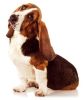 Basset Hound's Avatar