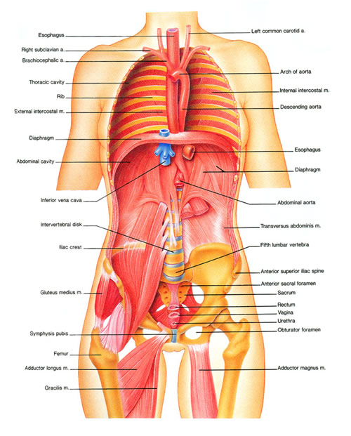 Intro to Anatomy 6: Tissues, Membranes, Organs ...